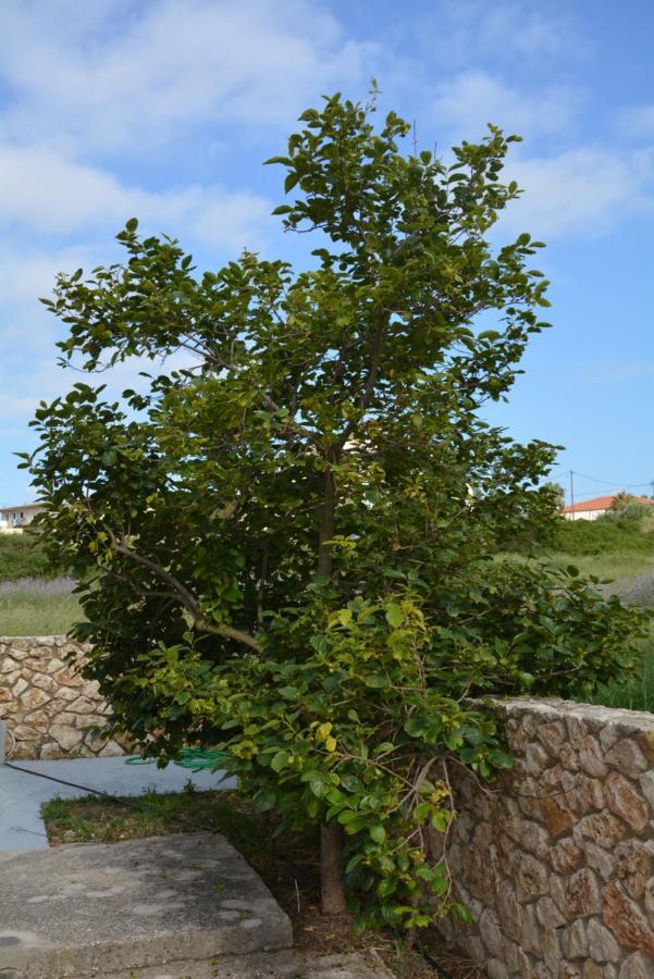 Lotus Sea View Studio Apartment 2 Lixouri Exterior foto